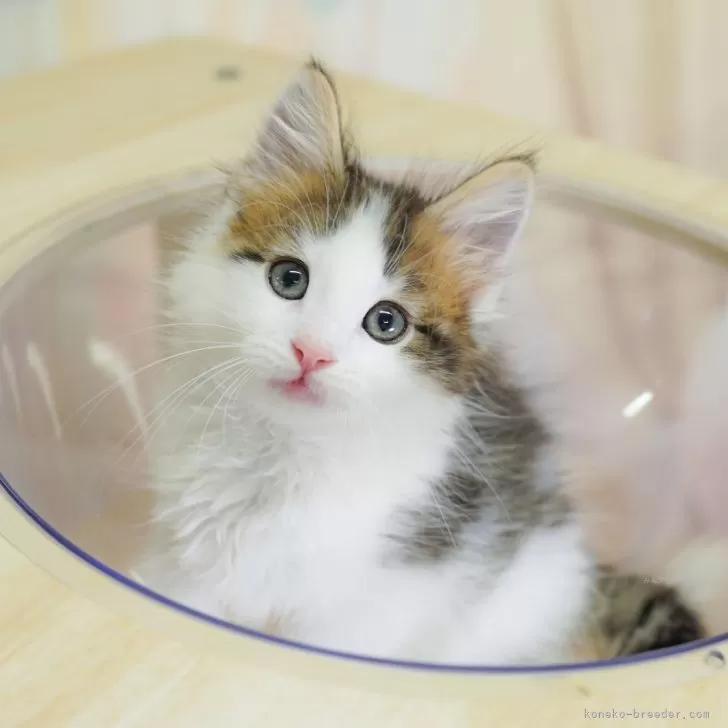 ID:2505-03452の子猫