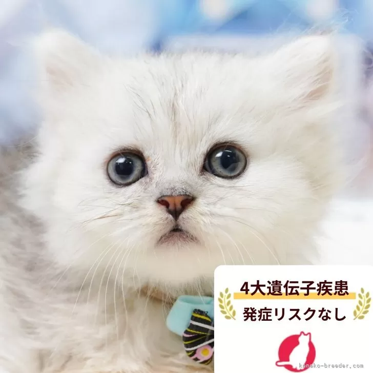 ID：2606-01048の子猫