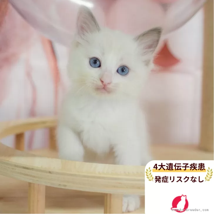 ラグドール【千葉県・女の子・2025年6月6日・ブルーポイントバイカラー】の写真1「この子が気になった方は、[[この子猫の見学希望]]ボタンからお気軽にお問い合わせ下さい😊」