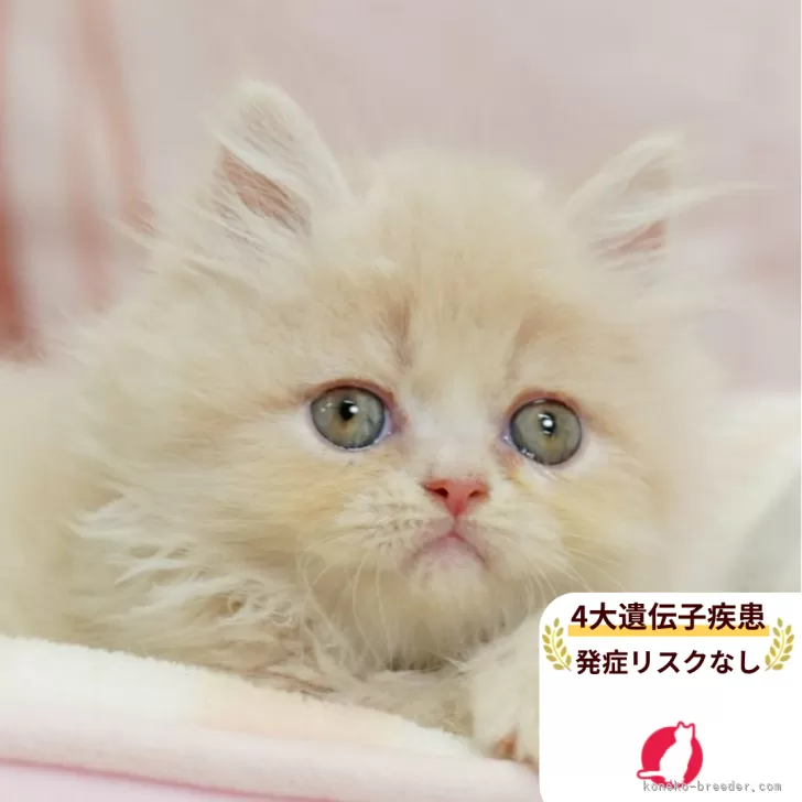 ID：2508-00754の子猫