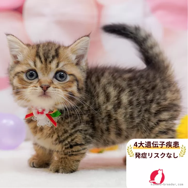 マンチカン(短足)【千葉県・女の子・2025年10月3日・ブラウンタビー】の写真1「この子が気になった方は、[[この子猫の見学希望]]ボタンからお気軽にお問い合わせ下さい😊」