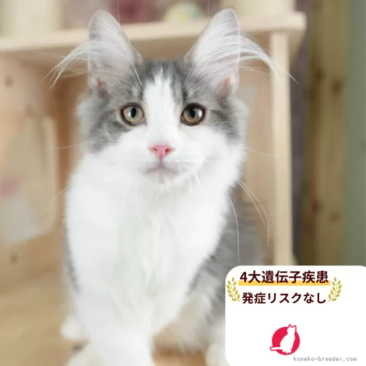 ノルウェージャンフォレストキャット【千葉県・男の子・2025年6月20日・ブルー&amp;ホワイト】の写真1「この子が気になった方は、[[この子猫の見学希望]]ボタンからお気軽にお問い合わせ下さい😊」