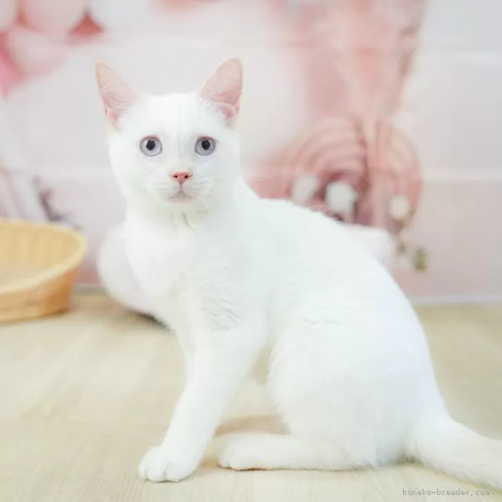 ID：2503-02578の子猫