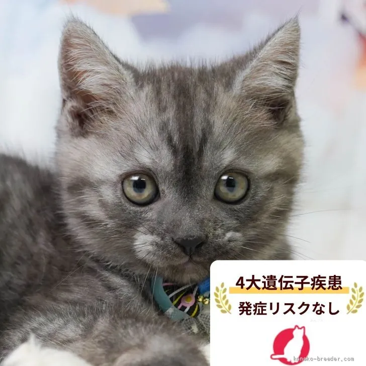 ID：2605-03566の子猫