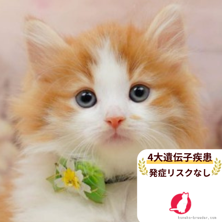 ブリーダー画像