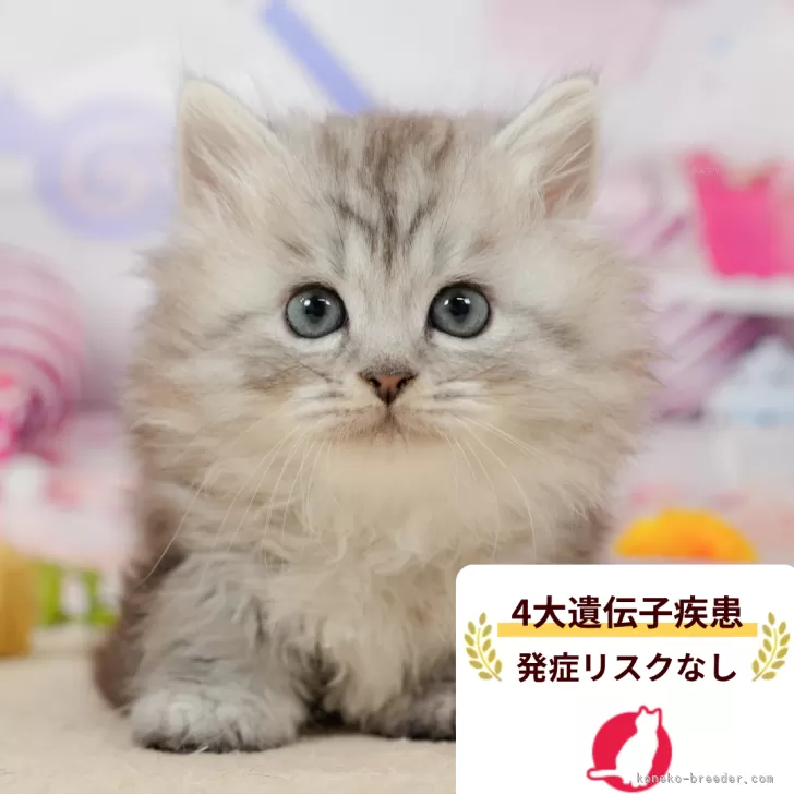 ID：2604-02447の子猫