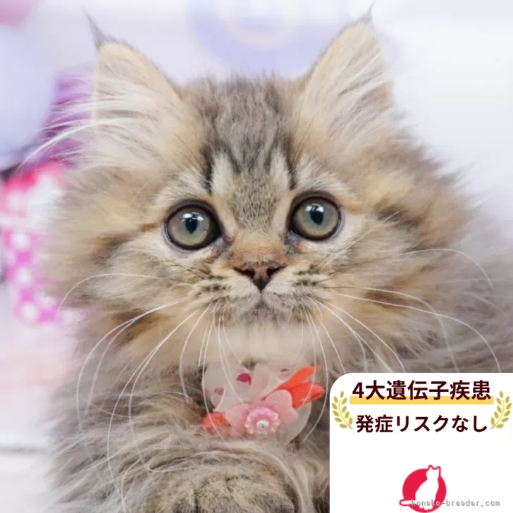 ミヌエット(短足)【千葉県・女の子・2025年9月13日・ブラウンタビー】の写真1「この子が気になった方は、[[この子猫の見学希望/お問合せ]]ボタンからお気軽にお問い合わせ下さい😊」