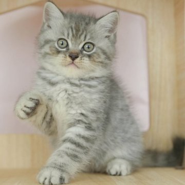 ミヌエット(長足)【千葉県・男の子・2025年4月5日・ブルータビー】の写真「当日見学申し込みOK🌈🐈」