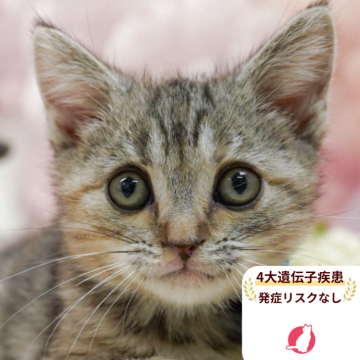 アメリカンショートヘア【千葉県・女の子・2025年9月14日・シルバーパッチドタビー】の写真「🐱4大遺伝子検査実施済み🧬✨✨！」