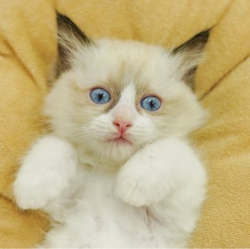 ラグドール【千葉県・女の子・2025年6月29日・シールポイントバイカラー】の写真「当日見学申し込みOK🌈🐈」