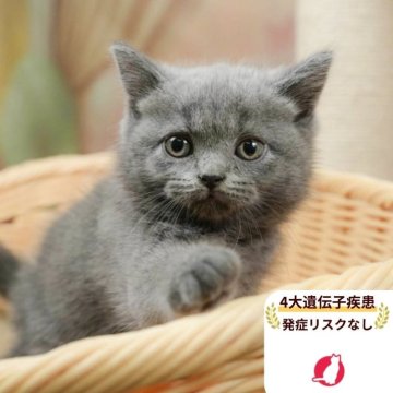 ブリティッシュショートヘア【千葉県・女の子・2025年8月11日・ブルー】の写真「当日見学申し込みOK🌈🐈」