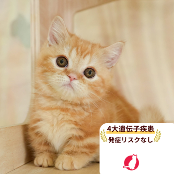 ミヌエット(短足)【千葉県・男の子・2025年7月27日・レッドタビー】の写真「4大遺伝子疾患発症リスクなし🌈🐈」