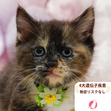 マンチカン(長足)【千葉県・女の子・2025年10月6日・ブラウンパッチドタビー&ホワイト】の写真「獣医師の健康診断済み！4大遺伝子疾患発病リスクなし」