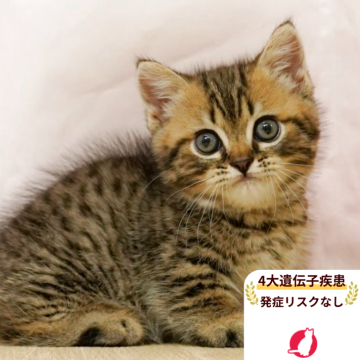 ミヌエット(短足)【千葉県・男の子・2025年5月25日・ブラウンタビー】の写真「当日見学申し込みOK🌈🐈」