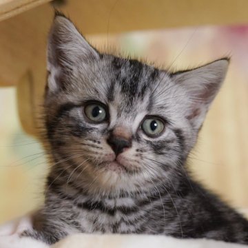 アメリカンショートヘア【千葉県・男の子・2025年6月20日・シルバータビー】の写真「当日見学申し込みOK🌈🐈」