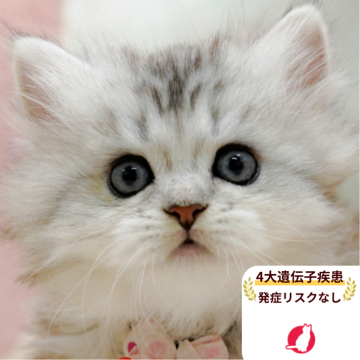 ミヌエット(短足)【千葉県・女の子・2025年10月1日・シルバーパッチドタビー】の写真「獣医師の健康診断済み！4大遺伝子疾患発病リスクなし」