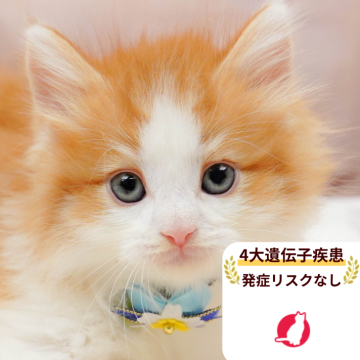 ノルウェージャンフォレストキャット【千葉県・男の子・2025年10月25日・レッドタビー&ホワイト】の写真「獣医師の健康診断済み！4大遺伝子疾患発病リスクなし」