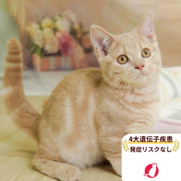 マンチカン(短足)【千葉県・男の子・2025年4月6日・クリームタビー】の写真「4大遺伝子疾患発症リスクなし🌈🐈」