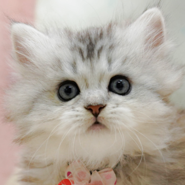 ミヌエット(短足)【千葉県・女の子・2025年10月1日・シルバーパッチドタビー】の写真「獣医師の健康診断済み！4大遺伝子疾患発病リスクなし」