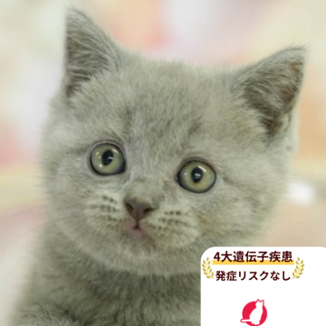 ブリティッシュショートヘア【千葉県・女の子・2025年9月13日・ブルー】の写真「4大遺伝子疾患発症リスクなし🌈🐈」