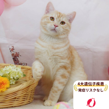 マンチカン(長足)【千葉県・男の子・2025年4月4日・レッドタビー】の写真「🐱4大遺伝子検査実施済み🧬✨✨」