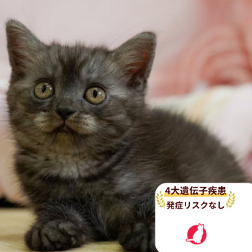 ミヌエット(長足)【千葉県・女の子・2025年6月26日・ブラックスモーク】の写真「当日見学申し込みOK🌈🐈」