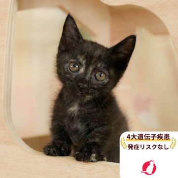 マンチカン(短足)【千葉県・女の子・2025年7月31日・トーティ】の写真「当日見学申し込みOK🌈🐈」