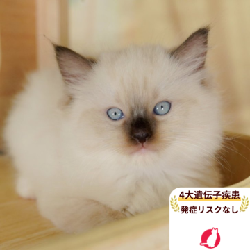 ラグドール【千葉県・男の子・2025年5月17日・シールポイントミテッド】の写真「4大遺伝子疾患発症リスクなし🌈🐈」