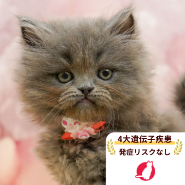 ラガマフィン【千葉県・男の子・2025年10月18日・ブルー】の写真「獣医師の健康診断済み！4大遺伝子疾患発病リスクなし」