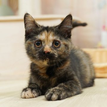 マンチカン(長足)【千葉県・女の子・2025年3月1日・トーティ】の写真「当日見学申し込みOK!🌈🐱」
