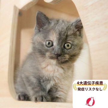 マンチカン(長足)【千葉県・女の子・2025年8月24日・ブルークリーム】の写真「当日見学申し込みOK🌈🐈」