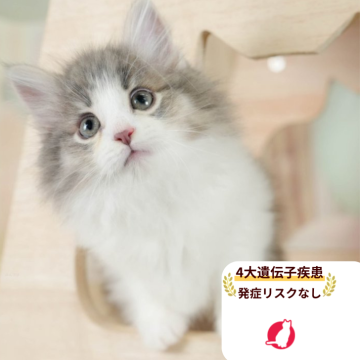 ノルウェージャンフォレストキャット【千葉県・女の子・2025年8月19日・ブルータビー&ホワイト】の写真「4大遺伝子検査実施済み🌈🐈」