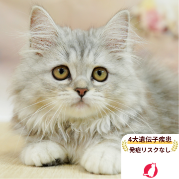 ラガマフィン【千葉県・女の子・2025年4月18日・シルバーパッチドタビー】の写真「4大遺伝子疾患発症リスクなし🌈🐈」