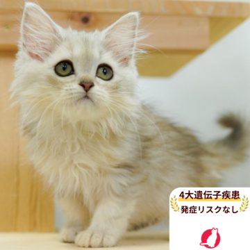 ラガマフィン【千葉県・女の子・2025年4月18日・シルバーパッチドタビー】の写真「4大遺伝子疾患発症リスクなし🌈🐈」