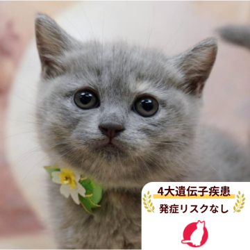 マンチカン(長足)【千葉県・女の子・2025年10月17日・ブルータビー】の写真「獣医師の健康診断済み！4大遺伝子疾患発病リスクなし」