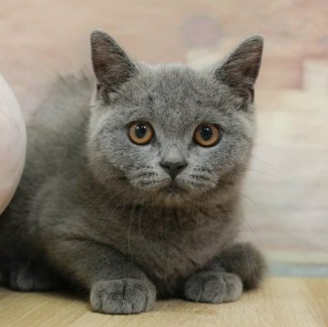 マンチカン(長足)【千葉県・女の子・2025年4月24日・ブルー】の写真「当日見学申し込みOK🌈🐈」