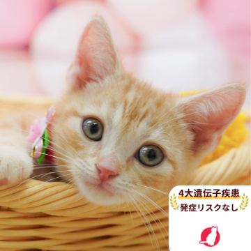 アメリカンショートヘア【千葉県・男の子・2025年9月14日・レッドタビー】の写真「🐱4大遺伝子検査実施済み🧬✨✨！」