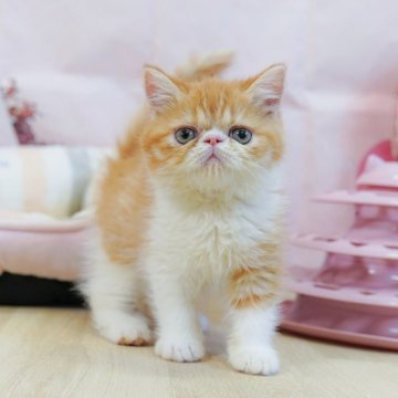 エキゾチックショートヘア【千葉県・男の子・2025年4月3日・レッドタビー&ホワイト】の写真「当日見学申し込みOK🌈🐈」