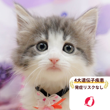 ノルウェージャンフォレストキャット【千葉県・女の子・2025年11月18日・ブルー&ホワイト】の写真「獣医師の健康診断済み！4大遺伝子疾患発病リスクなし」