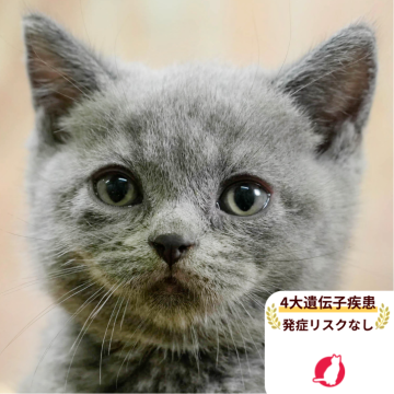 ブリティッシュショートヘア【千葉県・男の子・2025年8月11日・ブルー】の写真「当日見学申し込みOK🌈🐈」