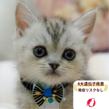 マンチカン(長足)【千葉県・女の子・2025年9月26日・シルバーパッチドタビー】の写真「獣医師の健康診断済み！4大遺伝子疾患発病リスクなし」