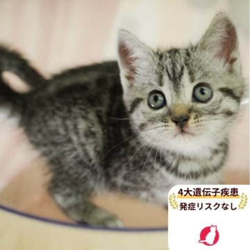 マンチカン(長足)【千葉県・男の子・2025年8月24日・シルバータビー】の写真「当日見学申し込みOK🌈🐈」