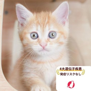 マンチカン(長足)【千葉県・男の子・2025年9月4日・レッドタビー】の写真「当日見学申し込みOK🌈🐈」