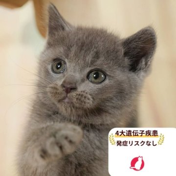 マンチカン(長足)【千葉県・女の子・2025年8月9日・ブルー】の写真「4大遺伝子疾患発症リスクなし🌈🐈」