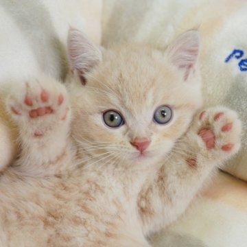 マンチカン(長足)【千葉県・男の子・2025年5月16日・クリーム】の写真「当日見学申し込みOK🌈🐈」