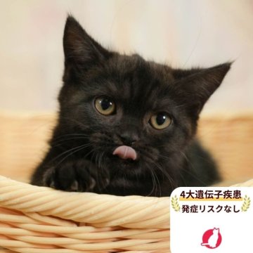 ブリティッシュショートヘア【千葉県・女の子・2025年7月10日・ブラックスモーク】の写真「遺伝子検査実施済み😸🧬」
