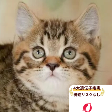 マンチカン(短足)【千葉県・男の子・2025年8月31日・ブラウンタビー】の写真「4大遺伝子疾患発症リスクなし🌈🐈」
