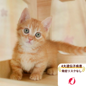 マンチカン(短足)【千葉県・男の子・2025年8月9日・レッドタビー】の写真「4大遺伝子疾患発症リスクなし🌈🐈」