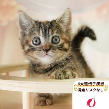 マンチカン(短足)【千葉県・女の子・2025年8月24日・ブラウンパッチドタビー】の写真「当日見学申し込みOK🌈🐈」