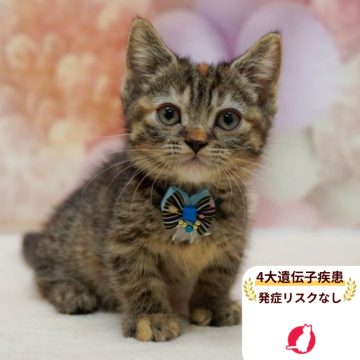 マンチカン(短足)【千葉県・女の子・2025年8月24日・ブラウンパッチドタビー】の写真「獣医師の健康診断済み！4大遺伝子疾患発病リスクなし」